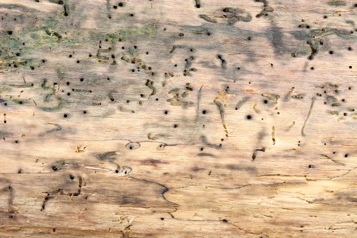 Houtwormbestrijding? Veelgestelde vragen